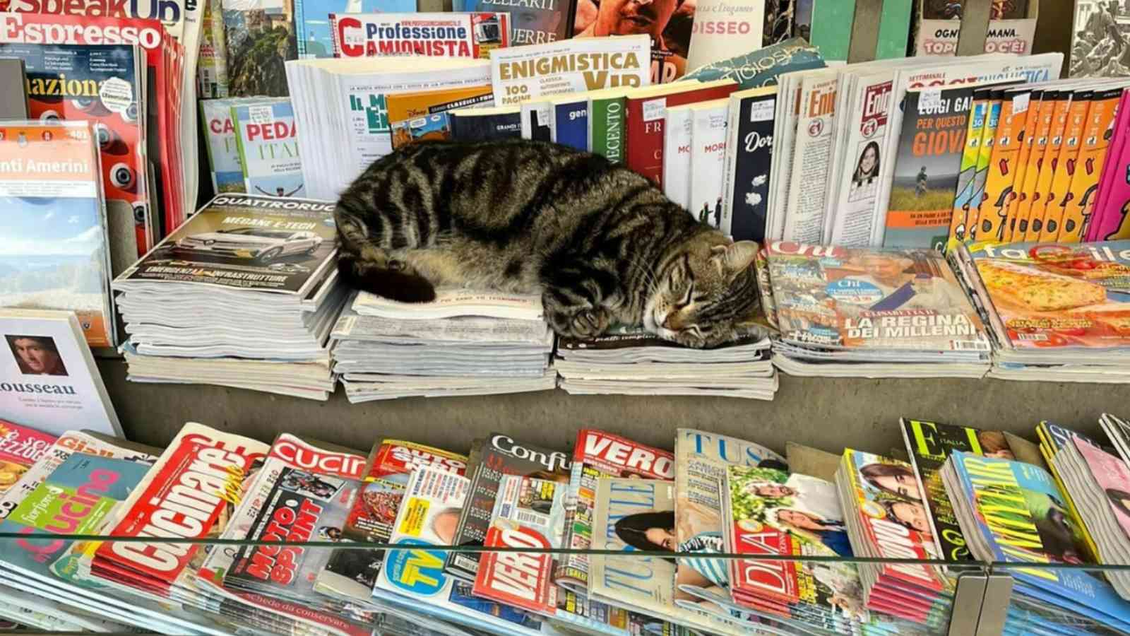 La Gatta Tea che dorme sopra i giornali in edicola ad Amelia