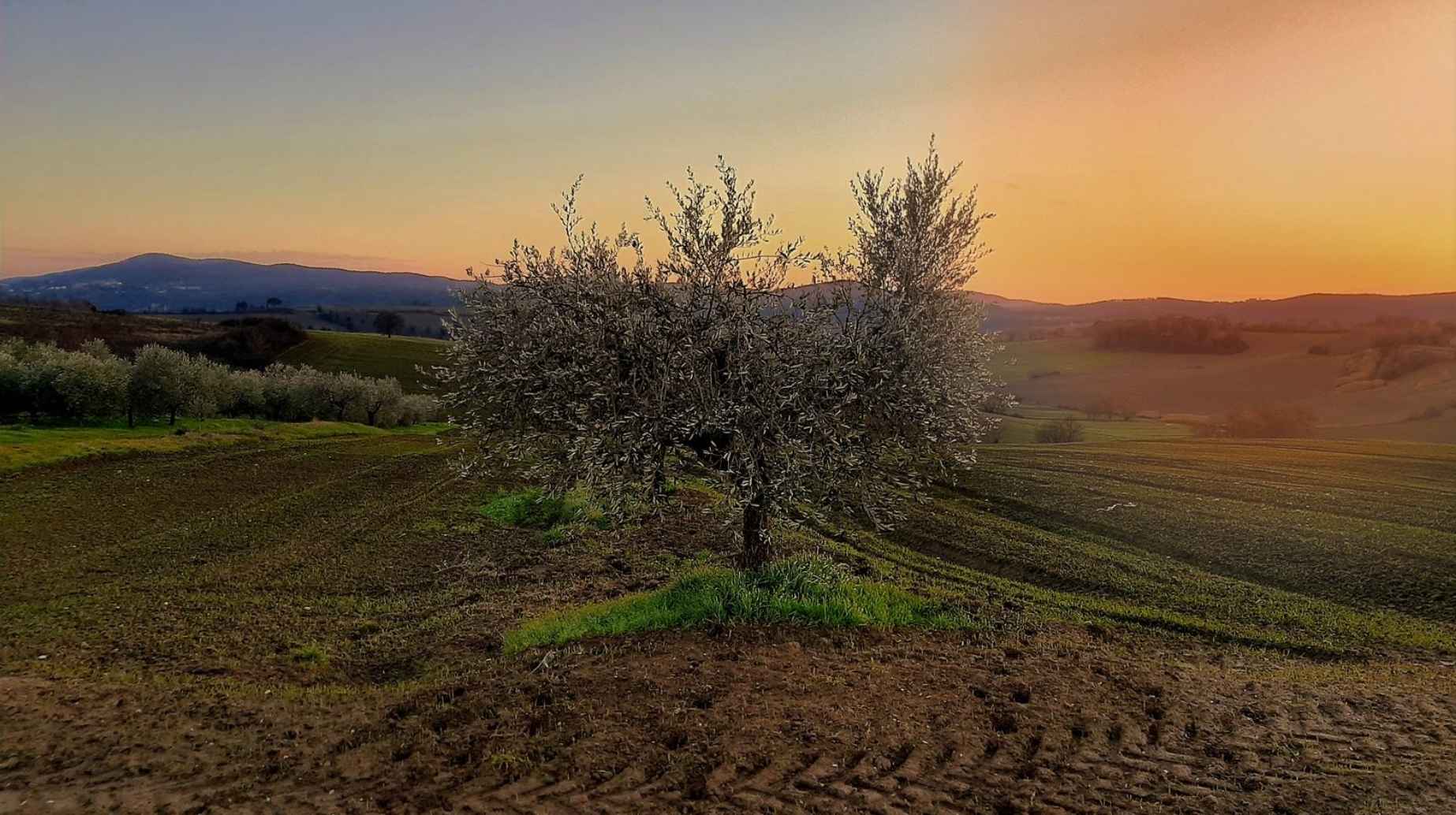 Albero di ulivo rajo al tramonto nel territorio agricolo di Amelia